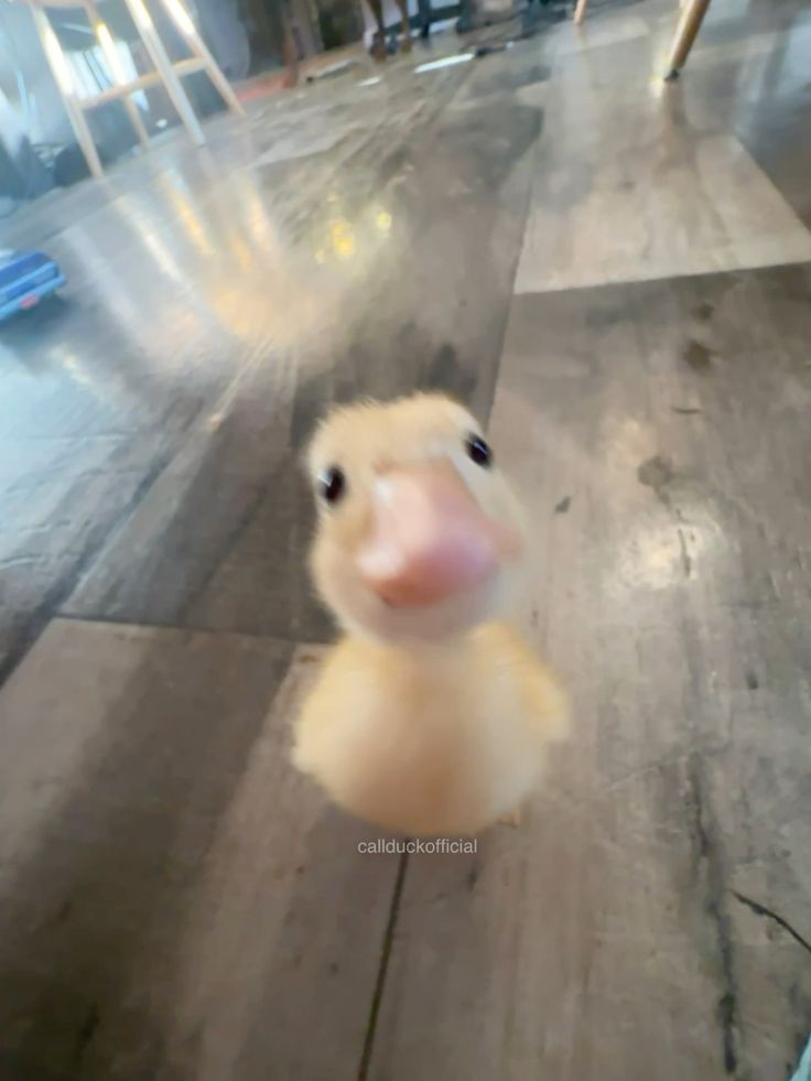 Bebek
